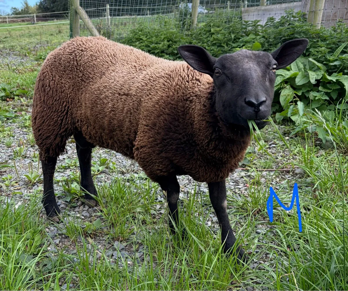 Sheep - Image 1