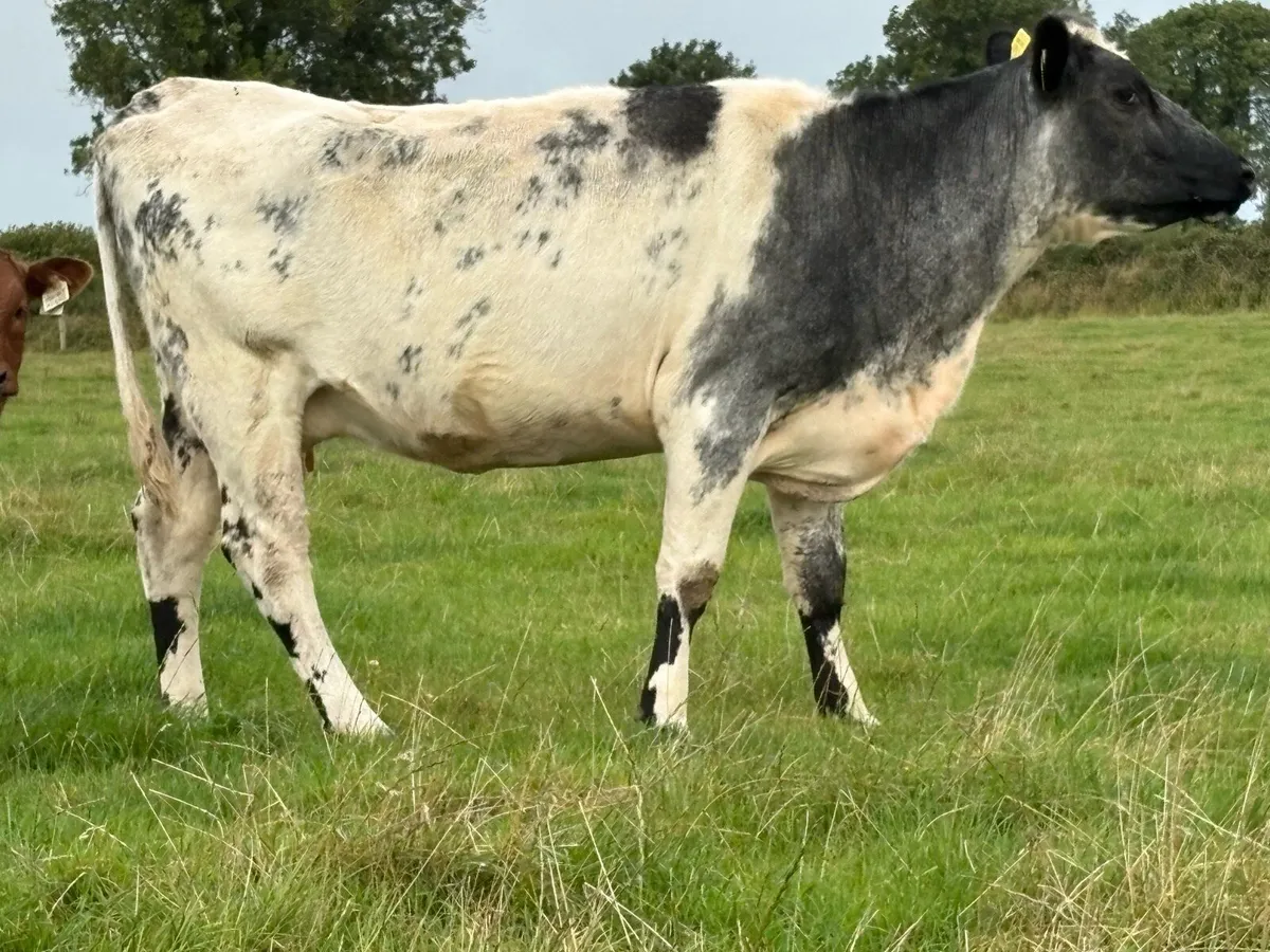 First calved blue heifer and bull calf - Image 3