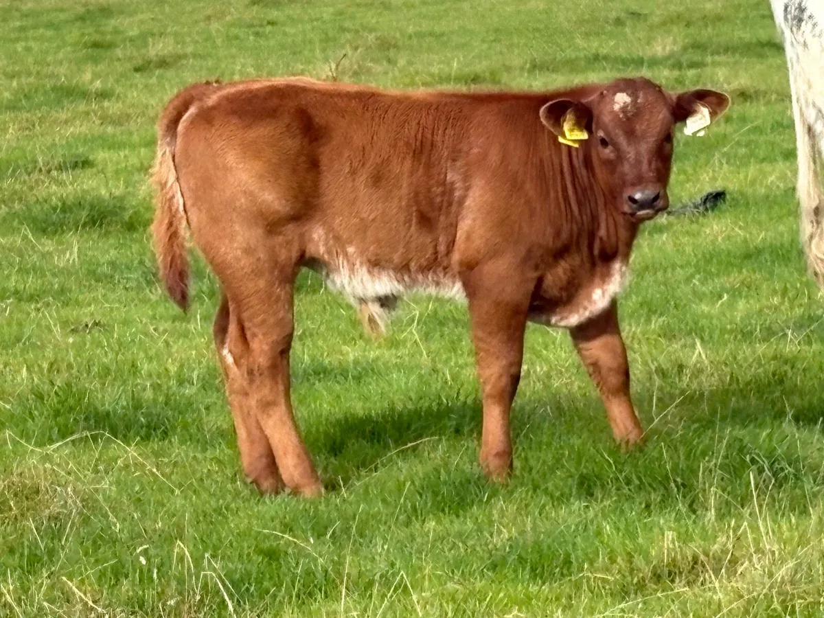 First calved blue heifer and bull calf - Image 4