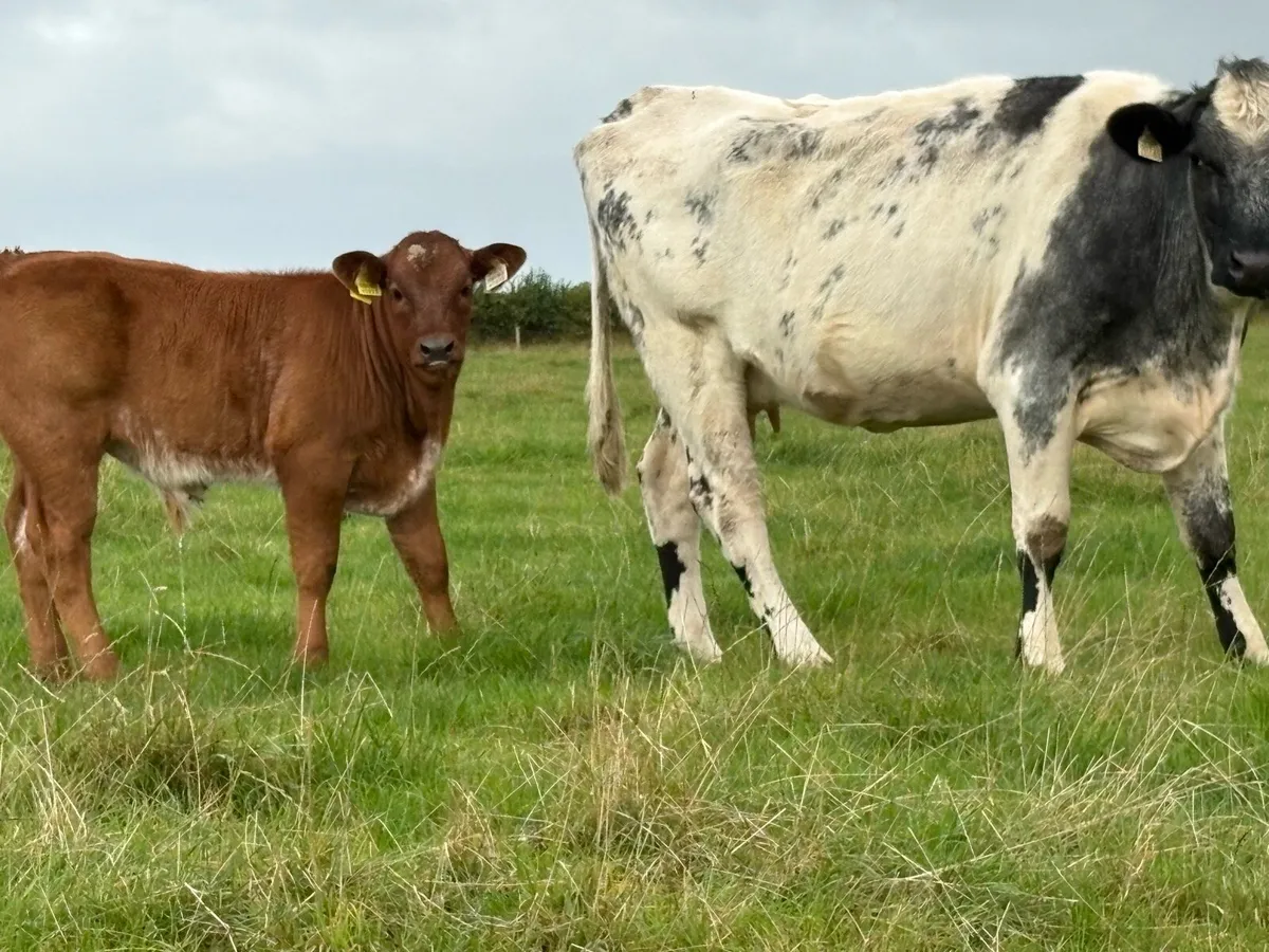 First calved blue heifer and bull calf - Image 1