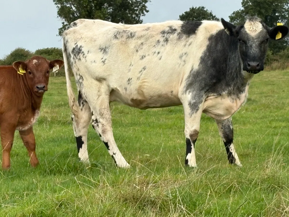 First calved blue heifer and bull calf - Image 2