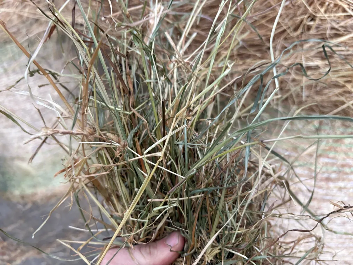 Top Quality 2026 Hay in Round Bales Delivered - Image 2