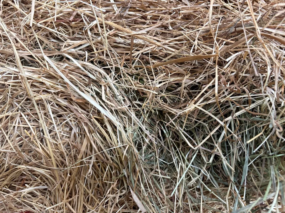 Top Quality 2026 Hay in Round Bales Delivered - Image 3