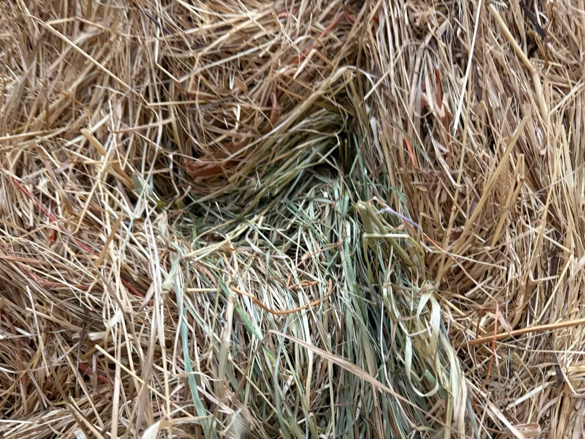 Top Quality 2026 Hay in Round Bales Delivered - Image 4