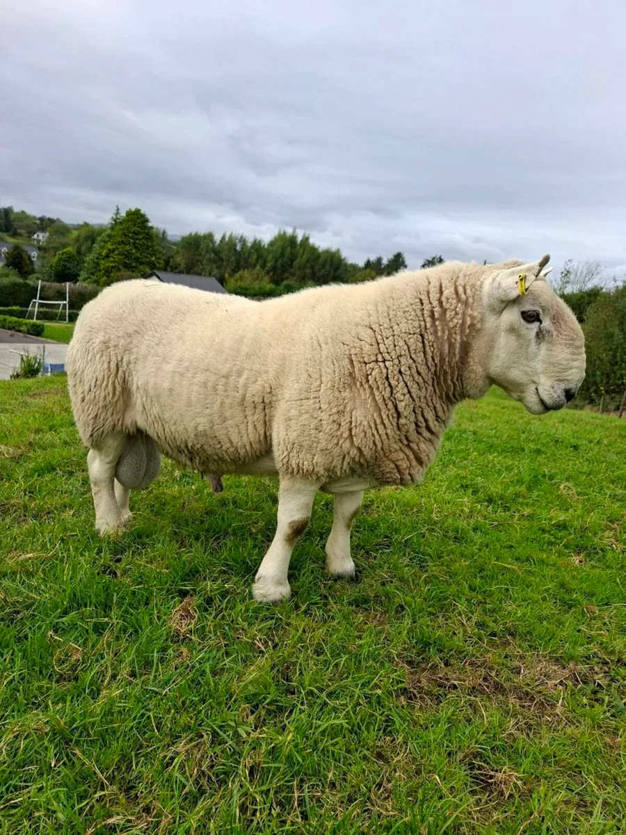 North County Pedigree Cheviot Ram - Image 1