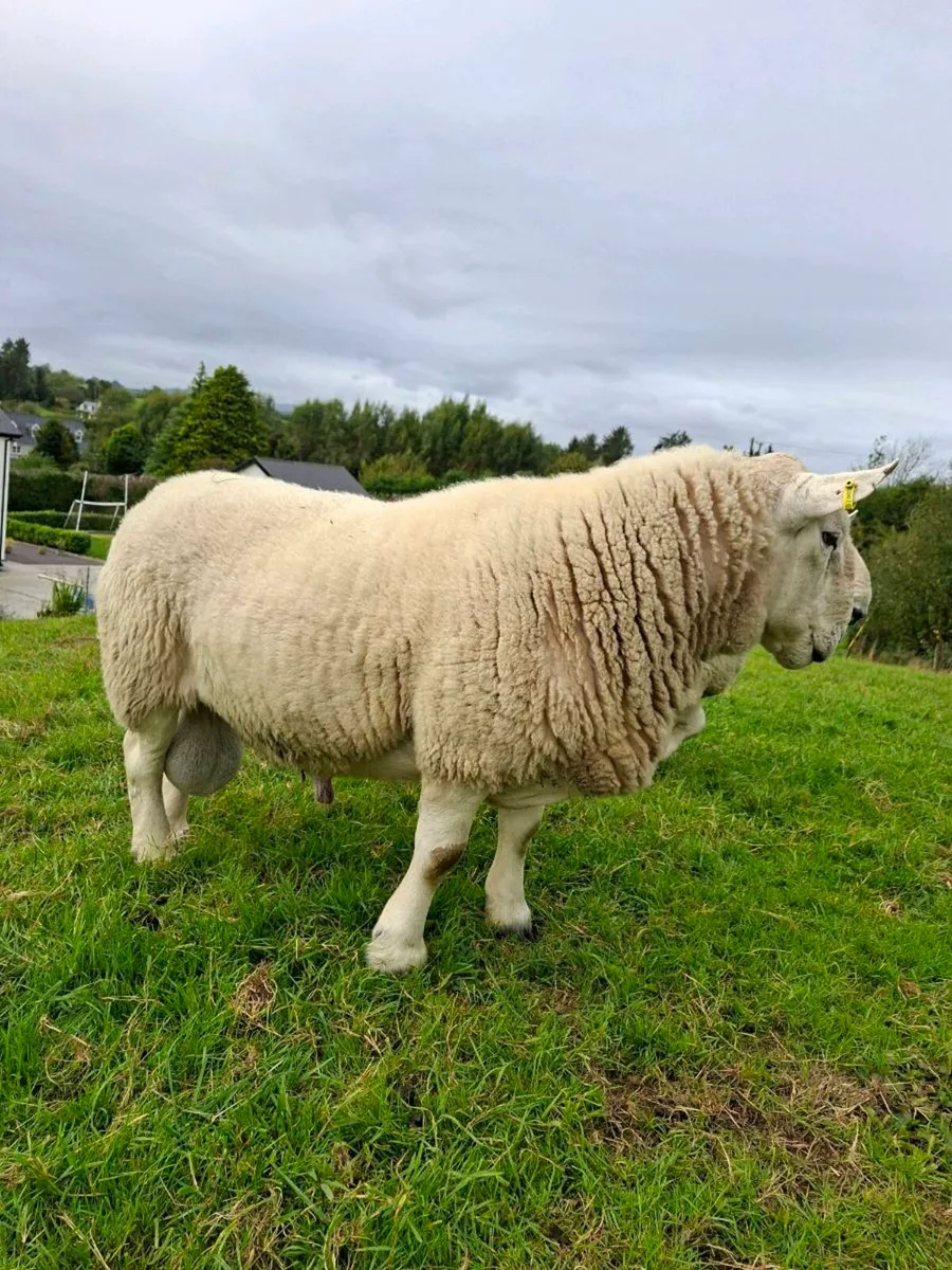 North County Pedigree Cheviot Ram - Image 2