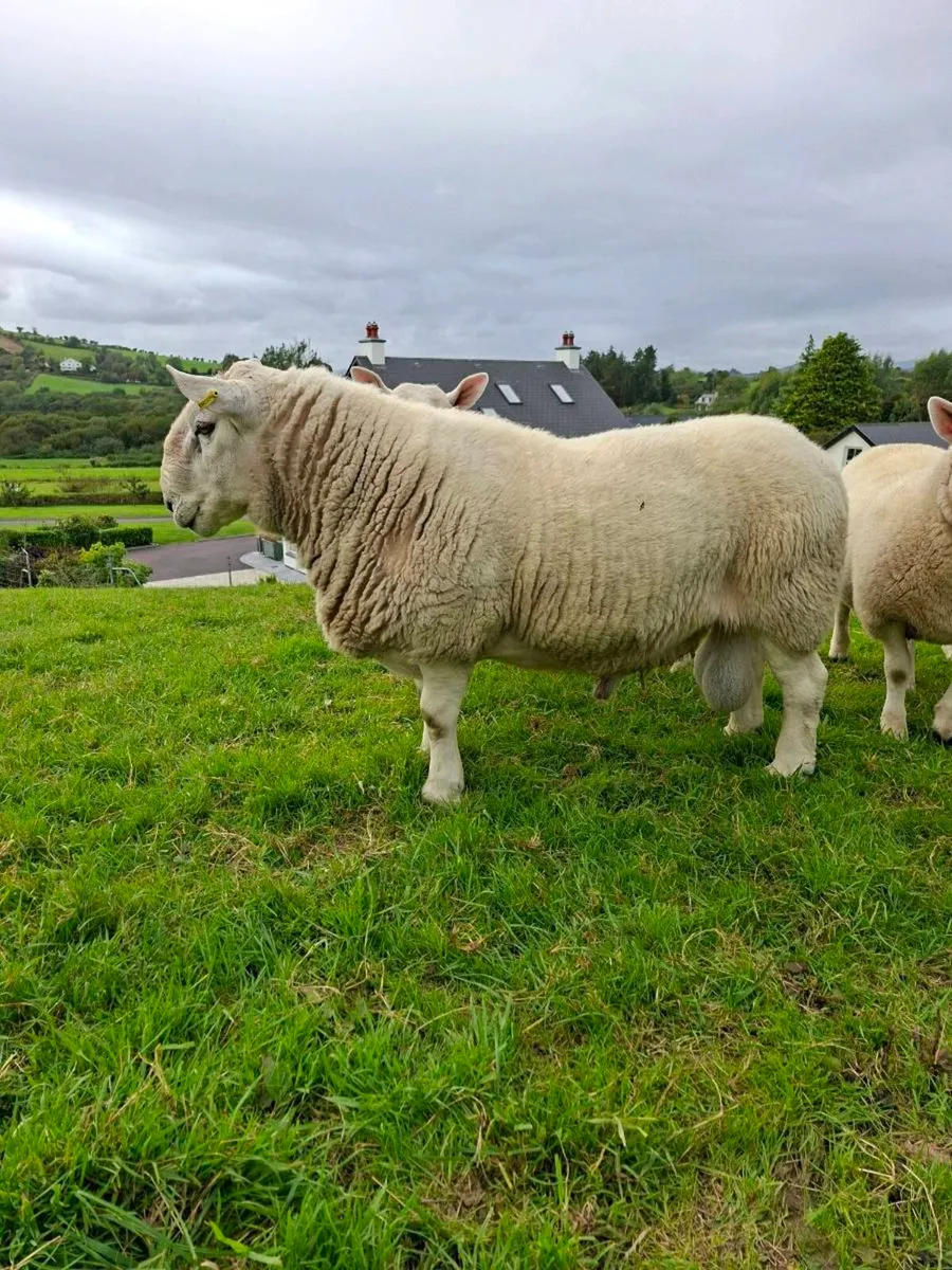 North County Pedigree Cheviot Ram - Image 3