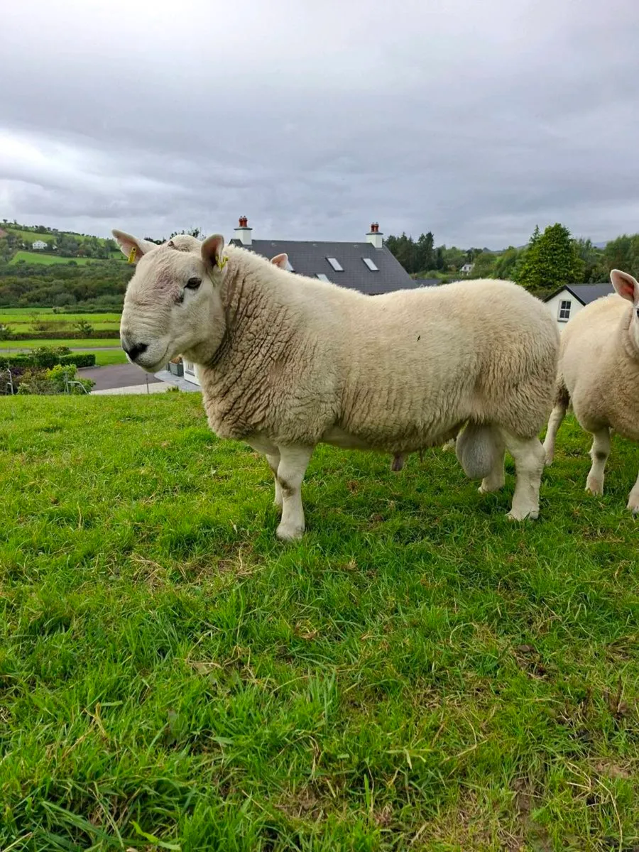 North County Pedigree Cheviot Ram - Image 4