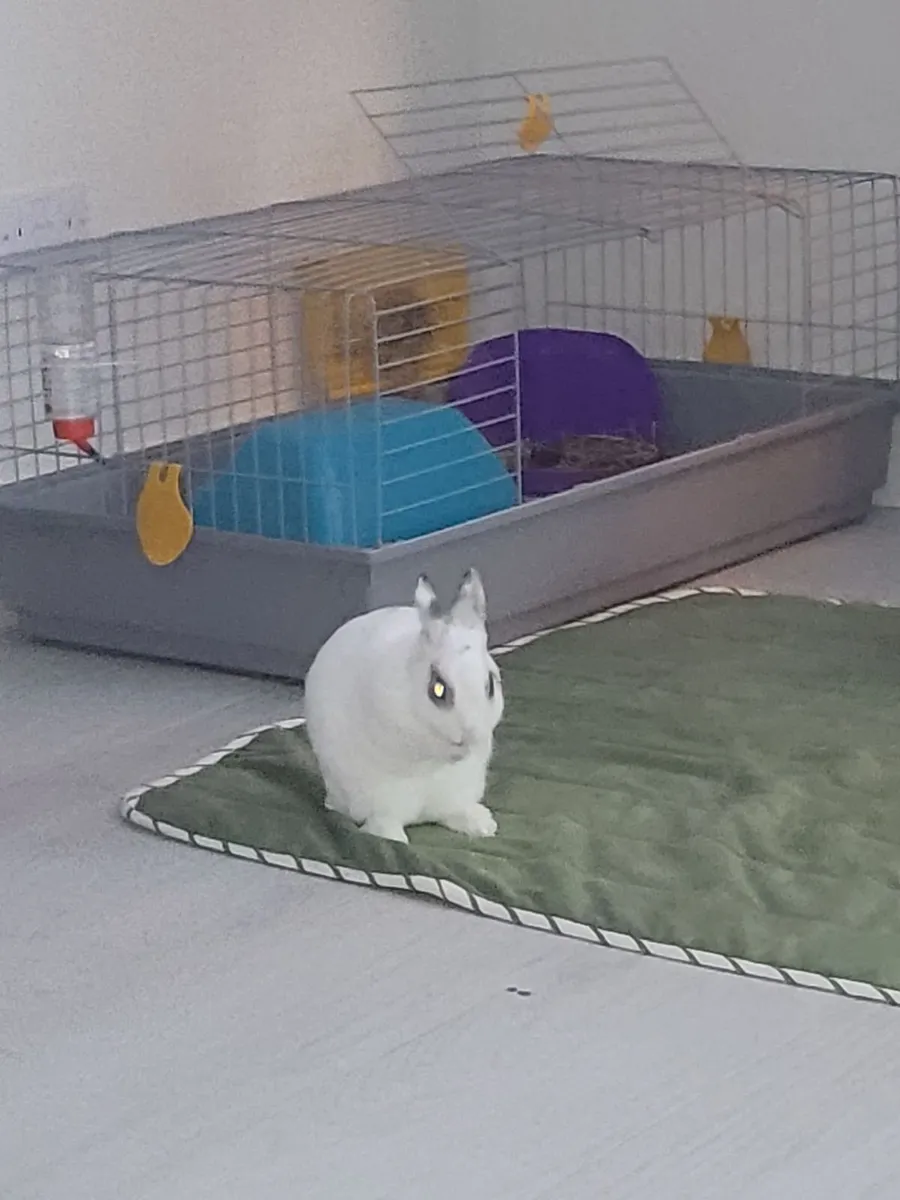 Rabbit and cage