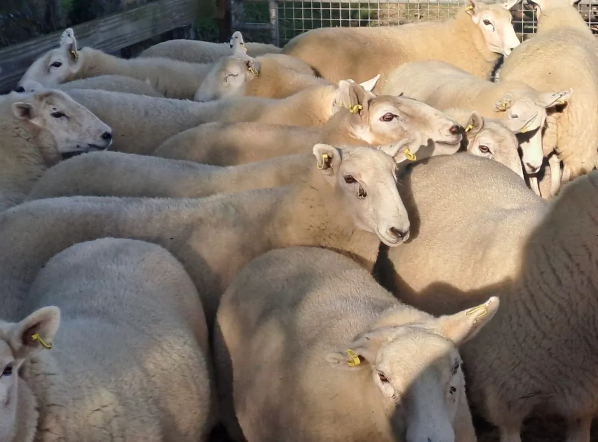 Sheep at Cahir tomorrow