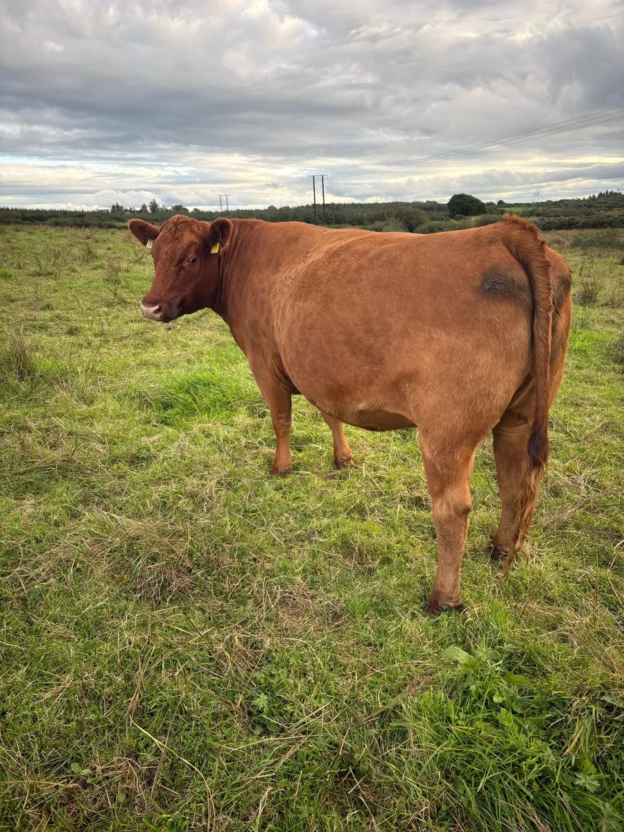 Organic springer heifers - Image 1