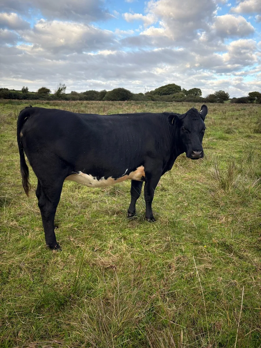 Organic springer heifers - Image 3