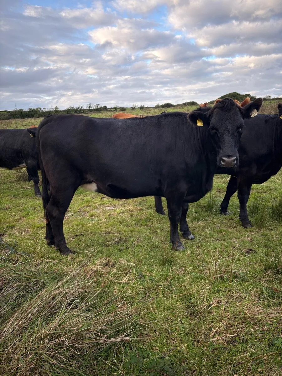 Organic springer heifers - Image 4
