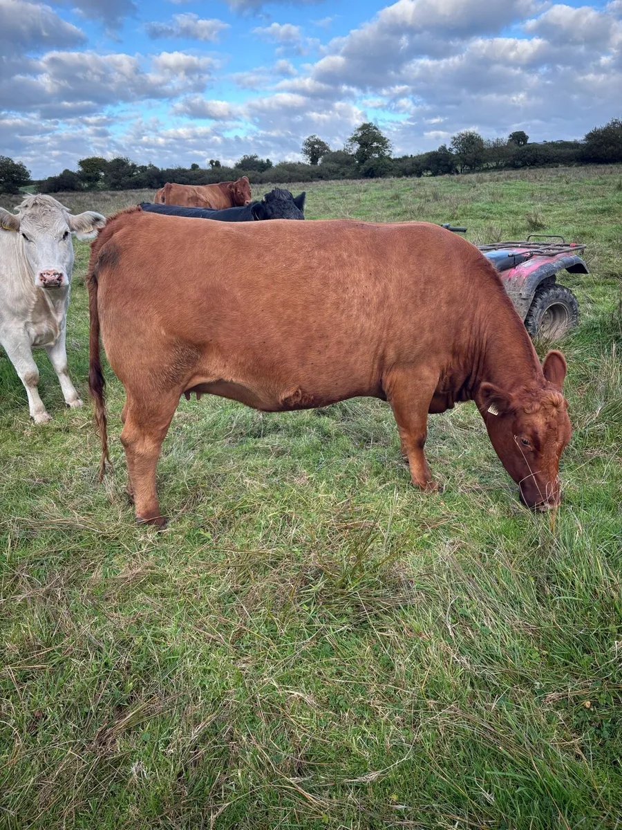 Organic springer heifers - Image 2