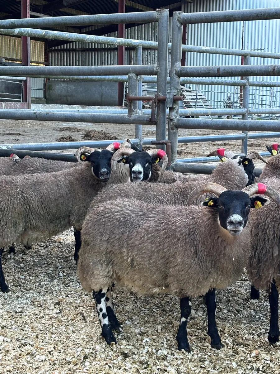 Lanark Ewe Lambs - Image 1