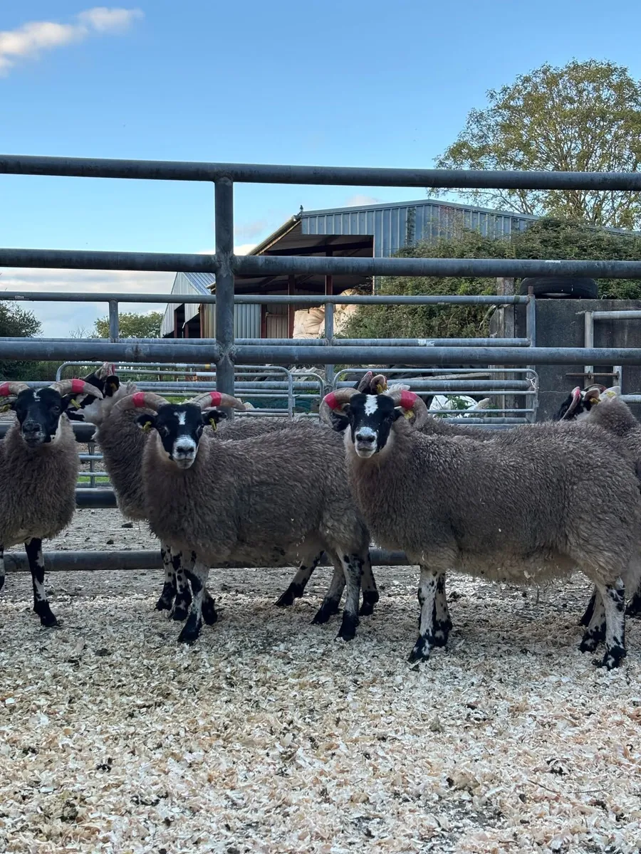 Lanark Ewe Lambs - Image 2