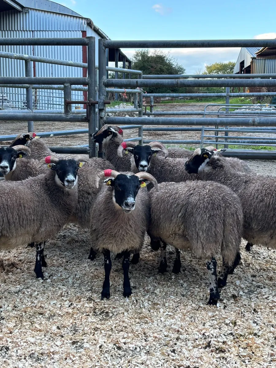 Lanark Ewe Lambs - Image 3