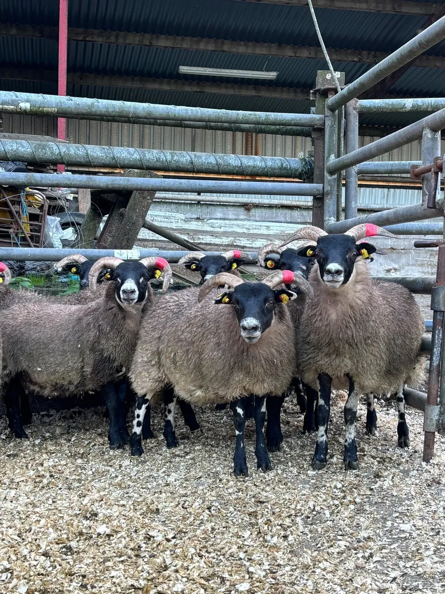 Lanark Ewe Lambs - Image 4
