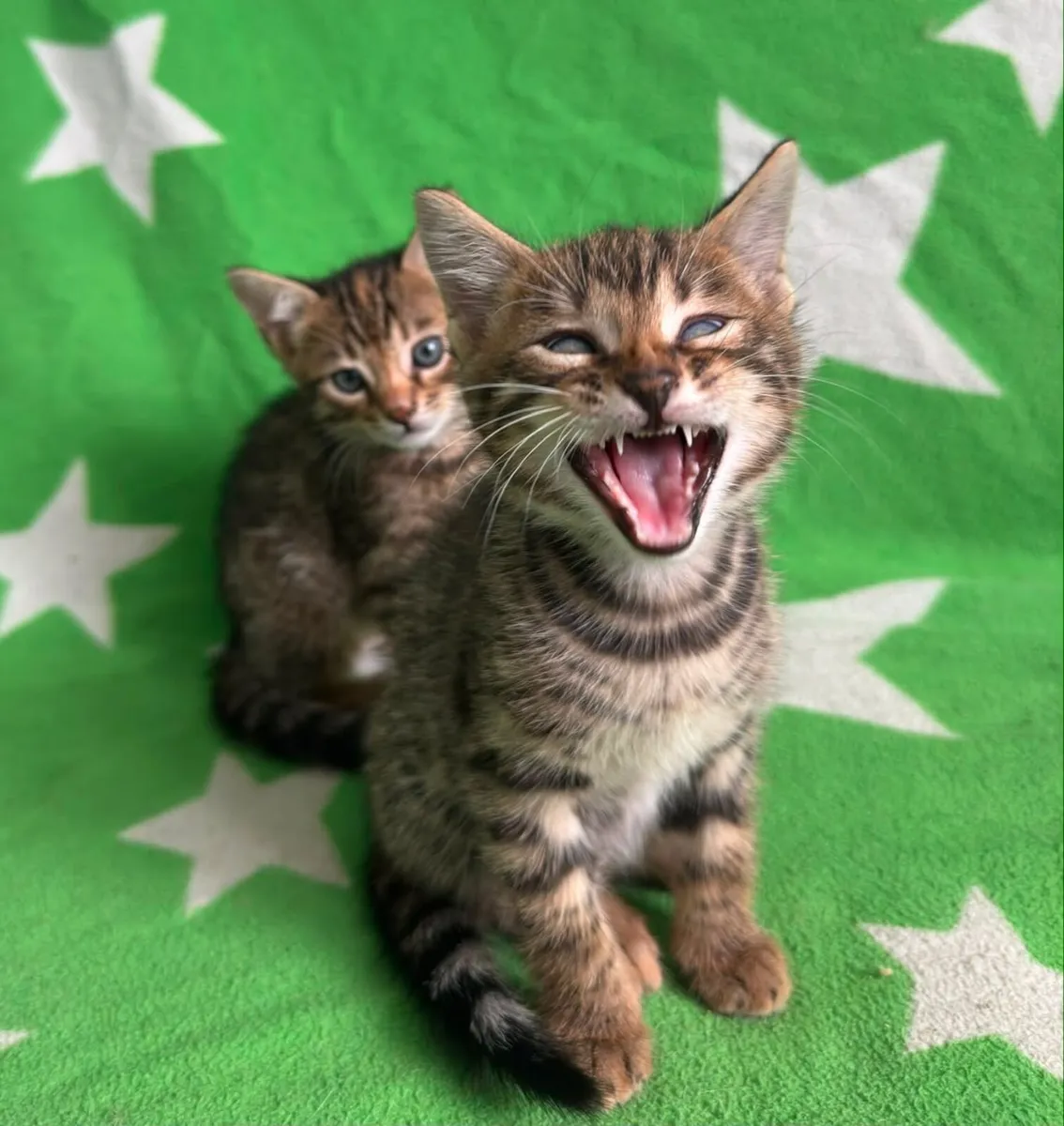 Kittens - Image 4