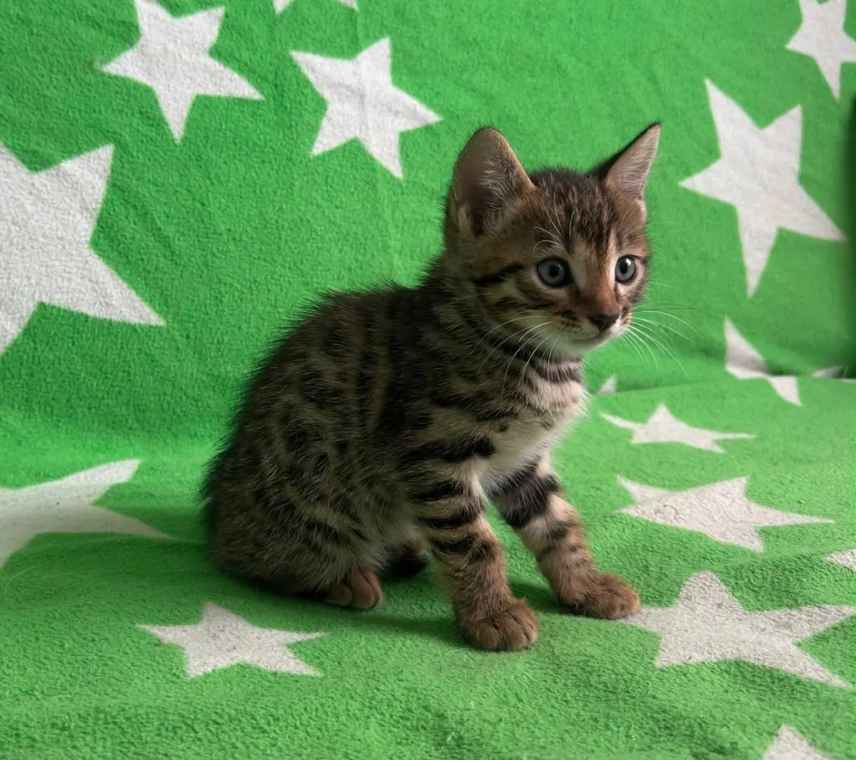 Kittens - Image 1