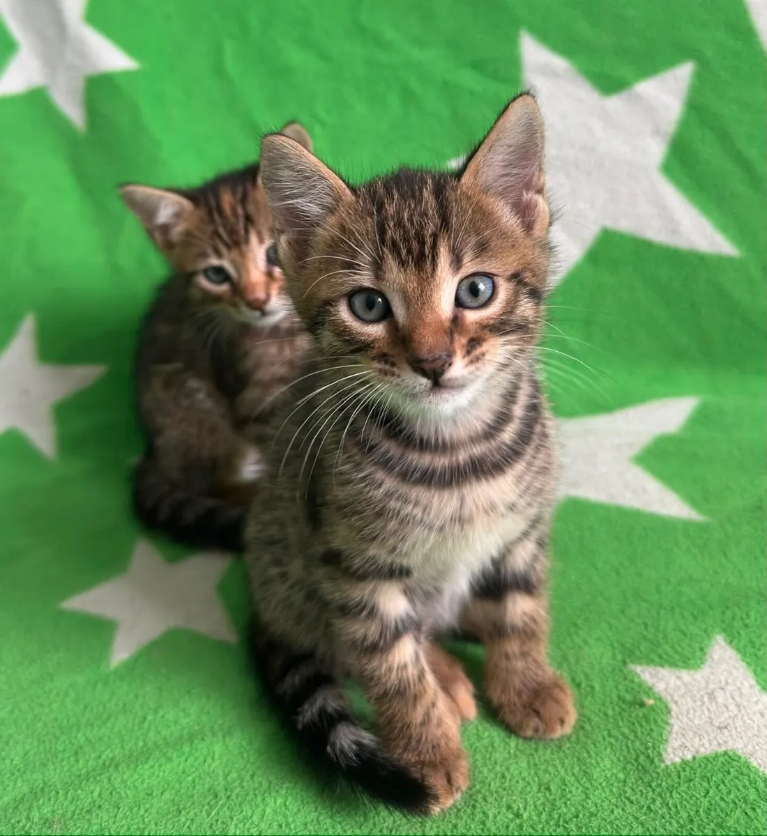 Kittens - Image 2