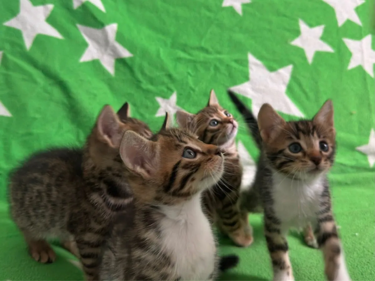 Kittens - Image 3