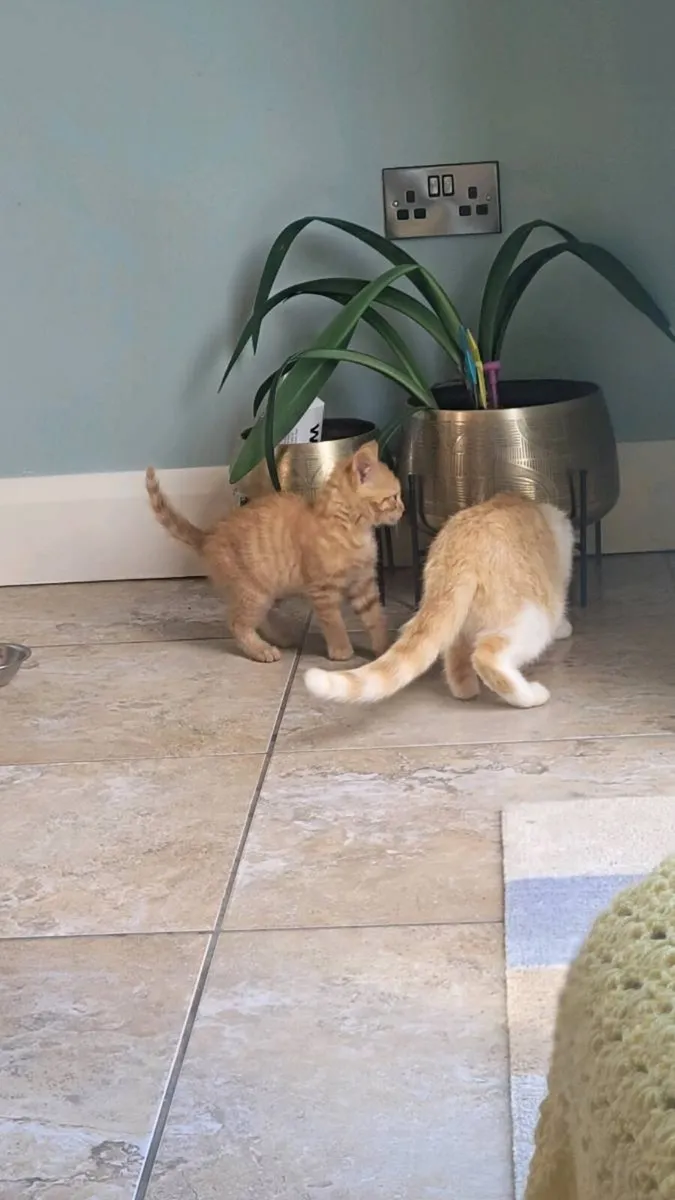 Ginger kittens 😸 - Image 3