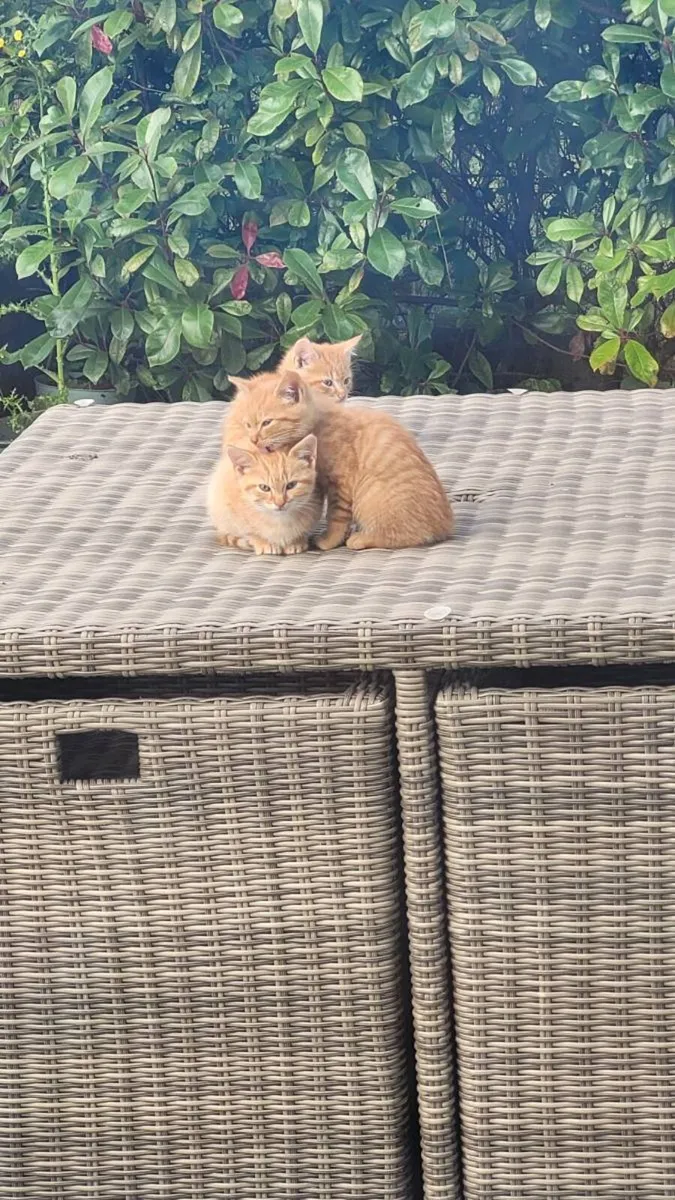 Ginger kittens 😸 - Image 4