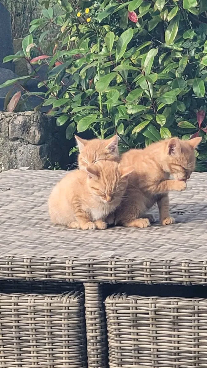 Ginger kittens 😸 - Image 1