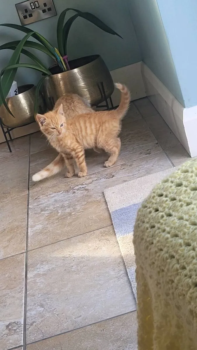 Ginger kittens 😸 - Image 2