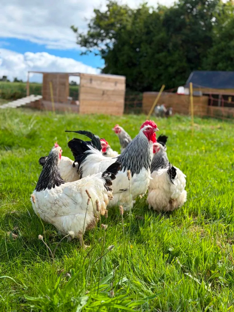Large selection of poultry available - Image 1