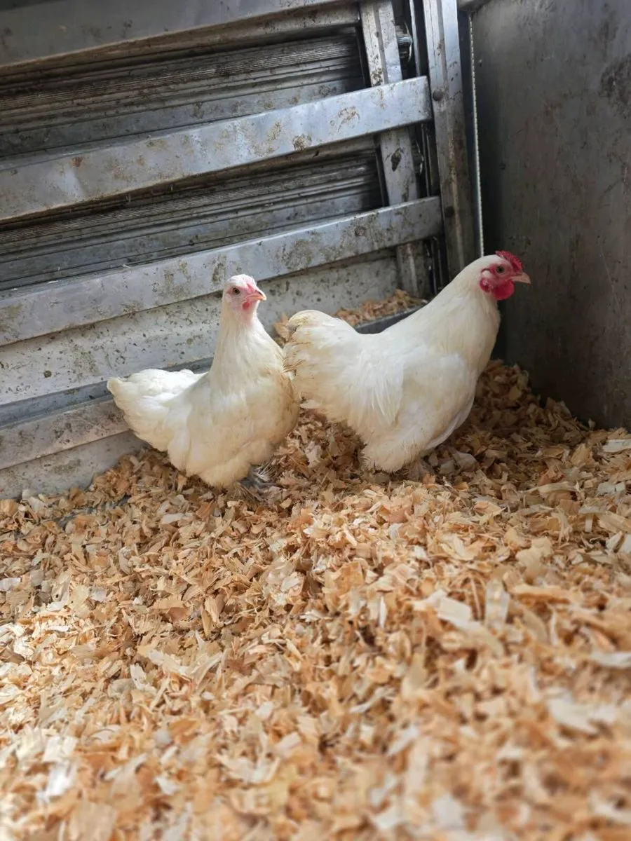Large selection of poultry available - Image 2