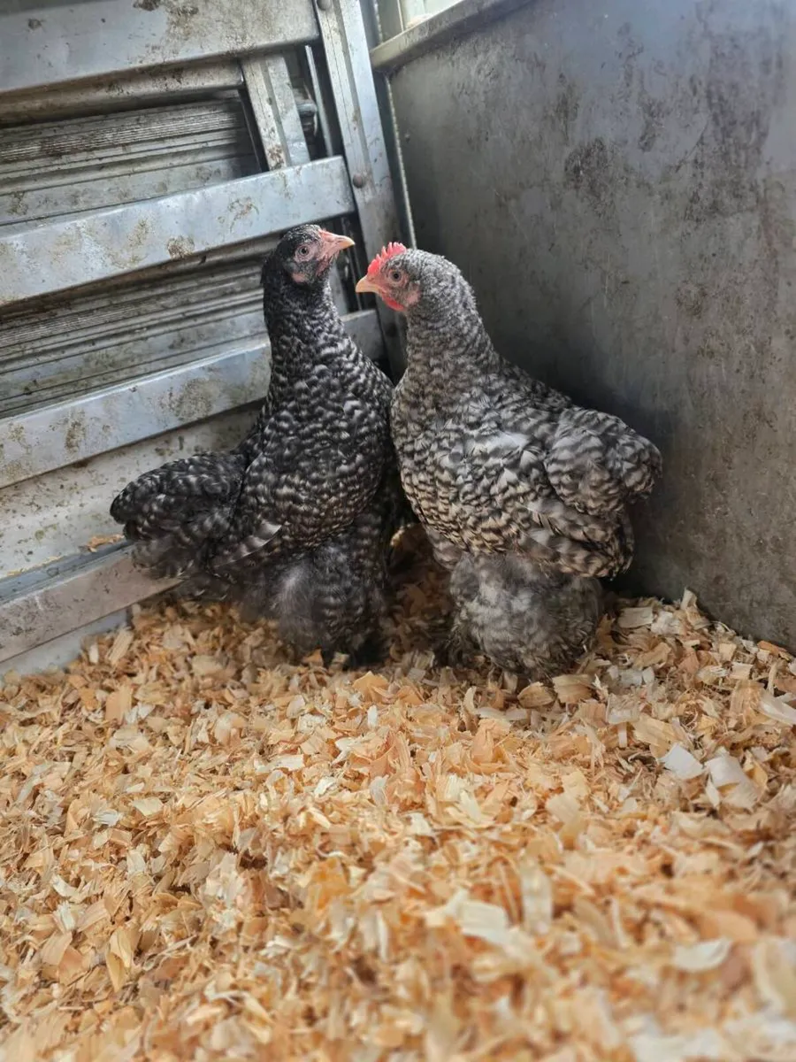 Large selection of poultry available - Image 3