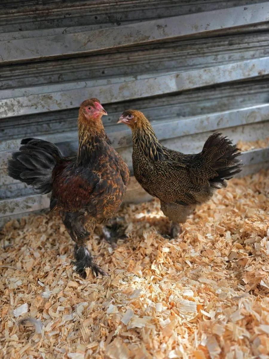 Large selection of poultry available - Image 4