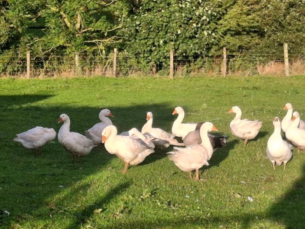 Geese for sale - Image 2