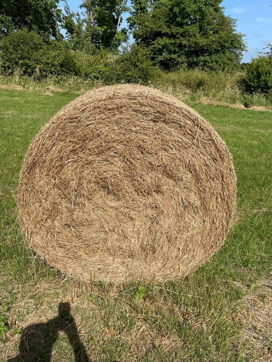 Hay