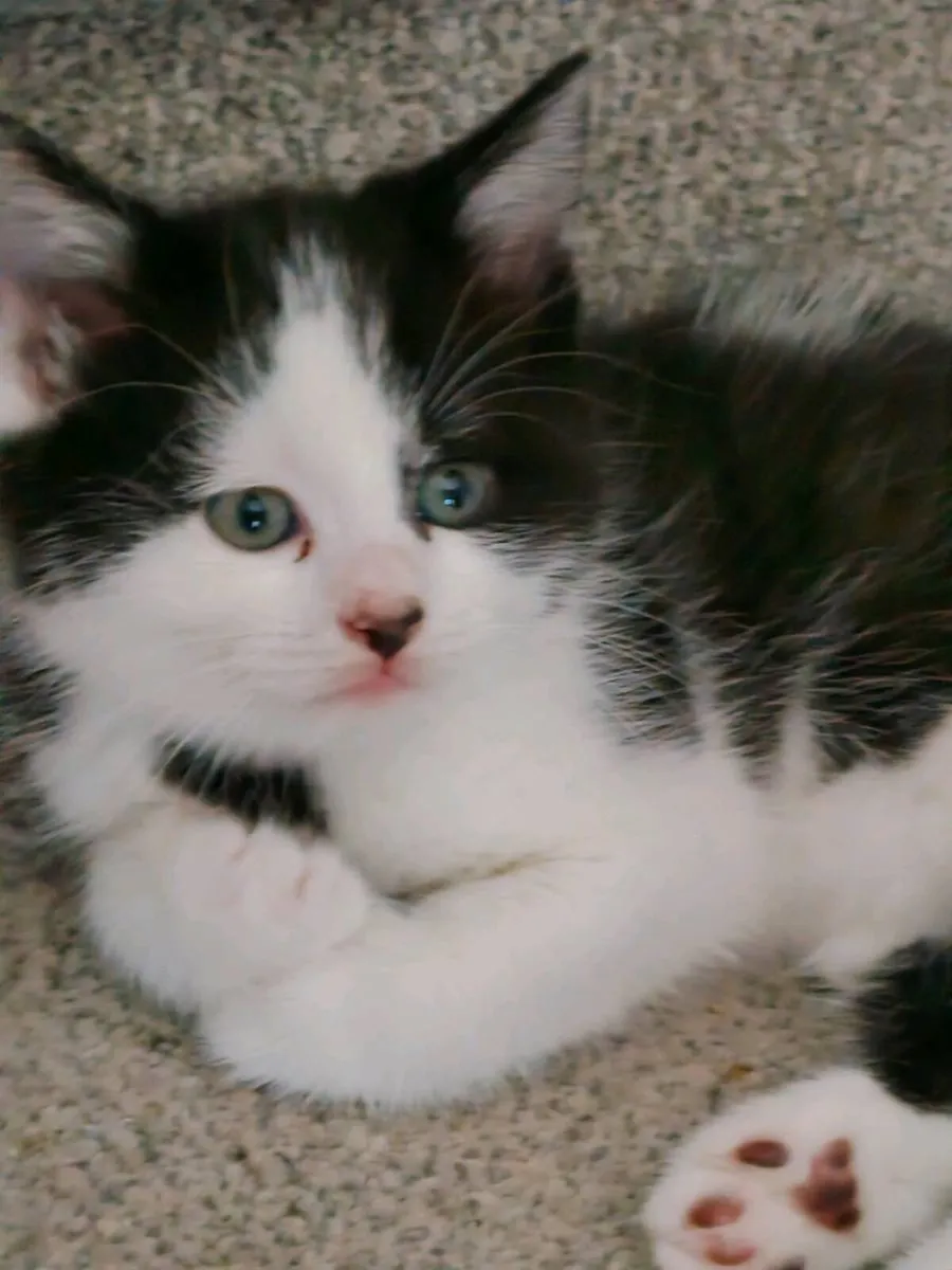 Kittens - Image 1