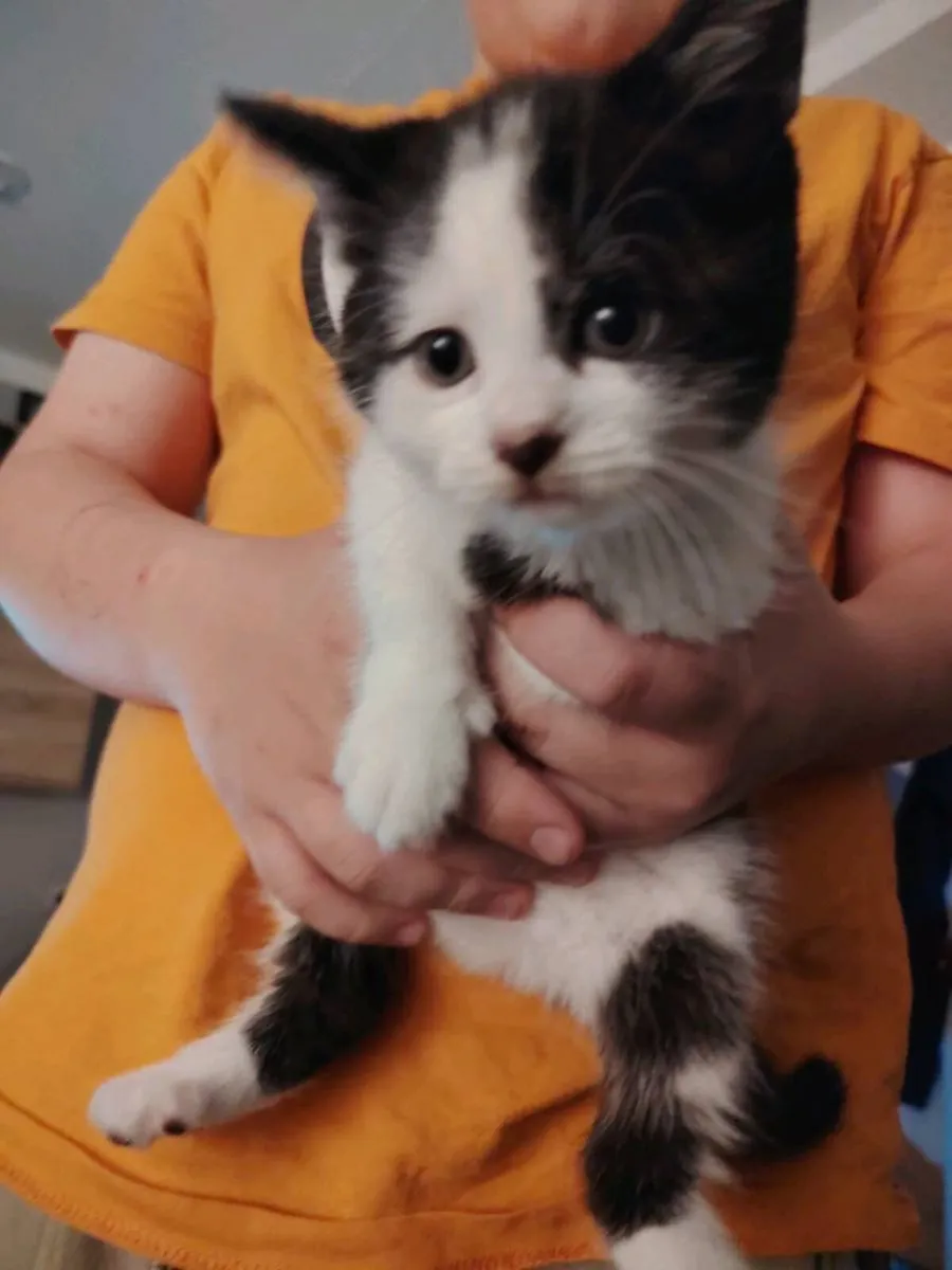 Kittens - Image 2