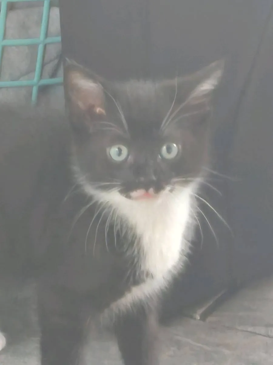 Kittens - Image 4