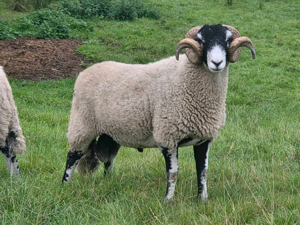 Swale hogget rams - Image 4