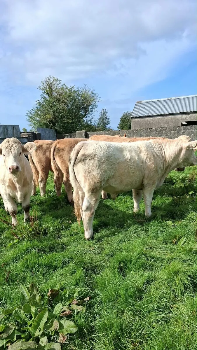 Chx Bullocks - Image 2