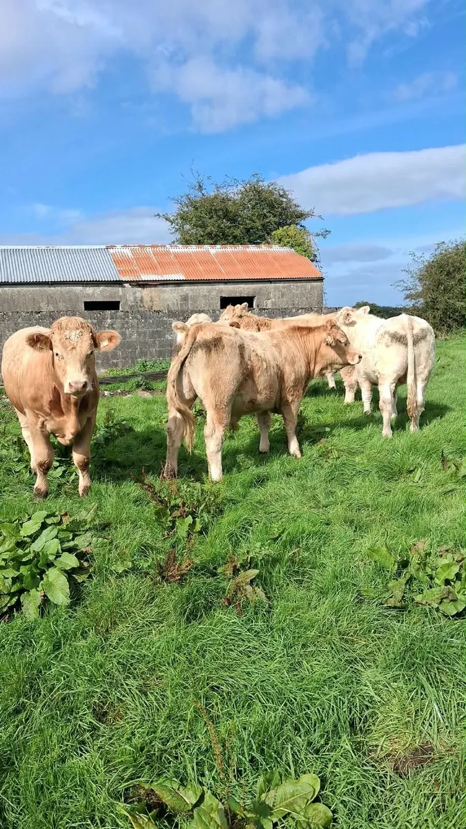 Chx Bullocks - Image 3
