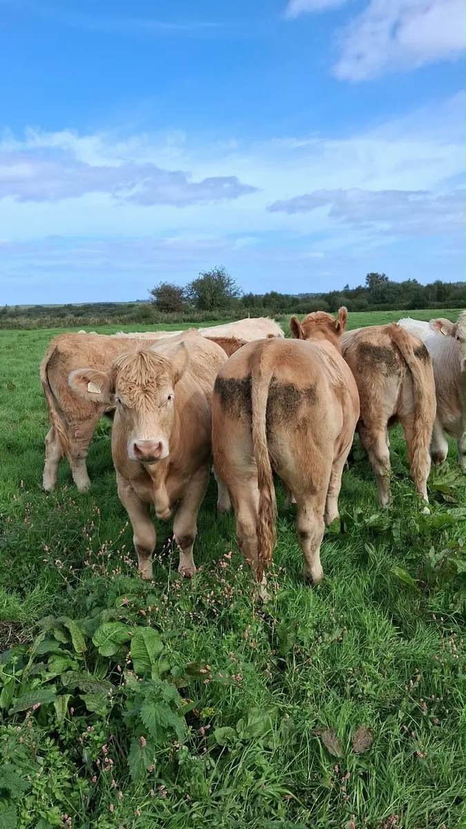 Chx Bullocks - Image 1