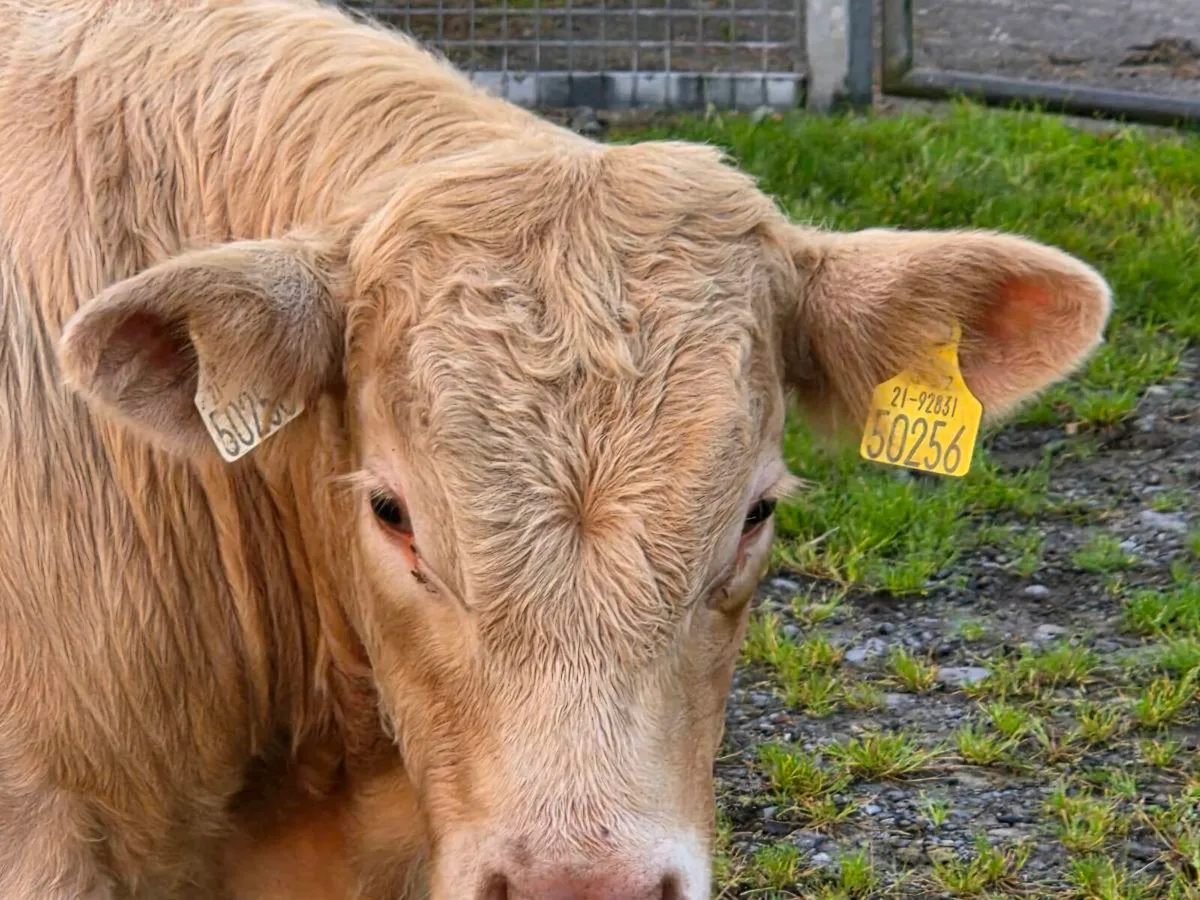 Hybrid bull weanling only young Quality weanling - Image 2