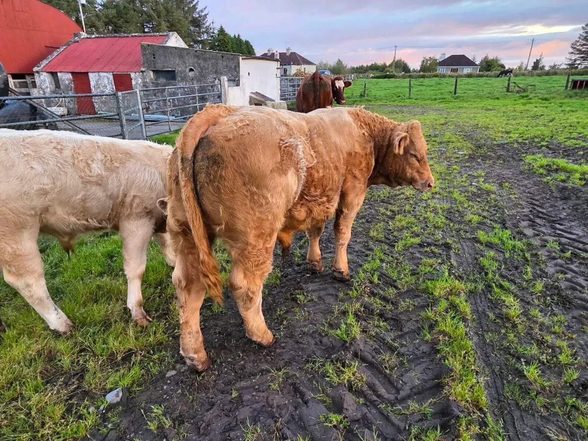 Hybrid bull weanling only young Quality weanling - Image 3