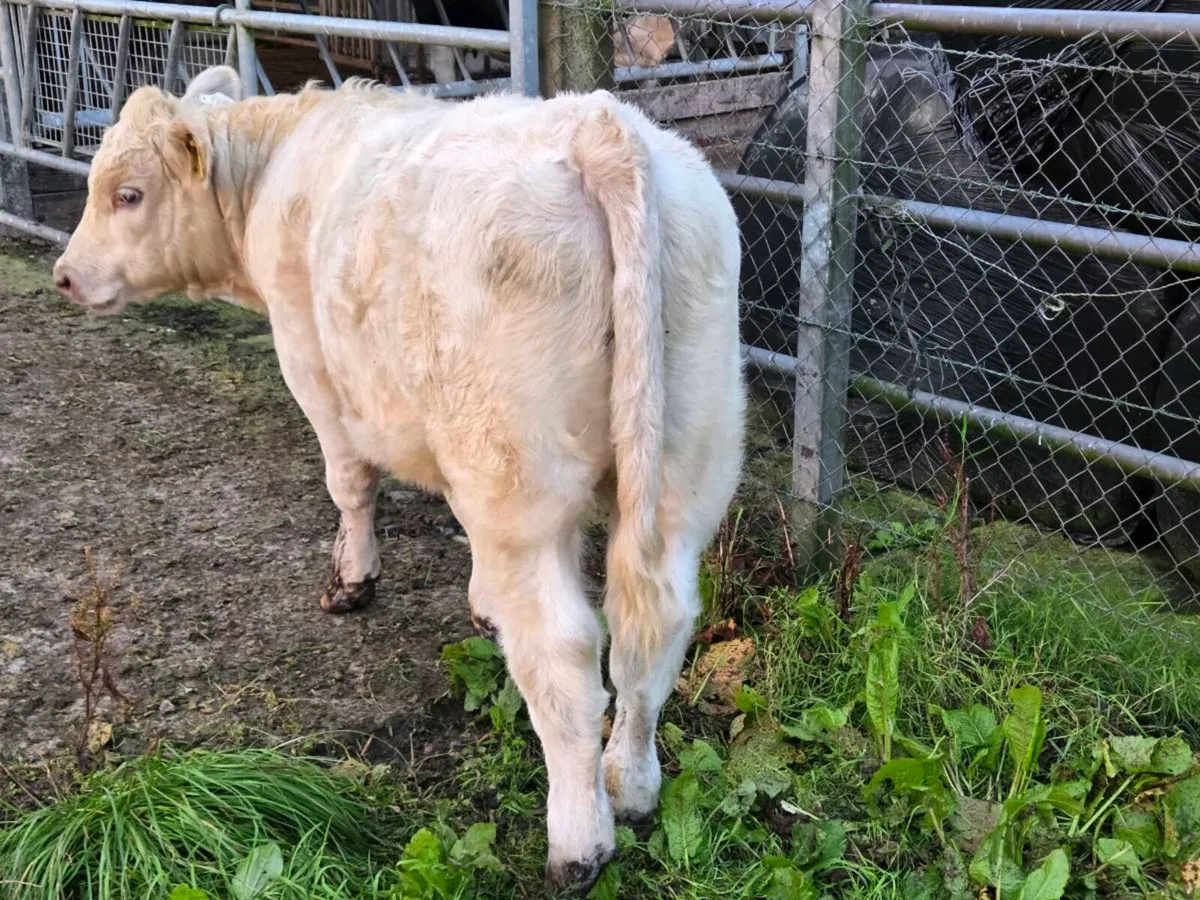 Hybrid bull weanling only young Quality weanling - Image 4