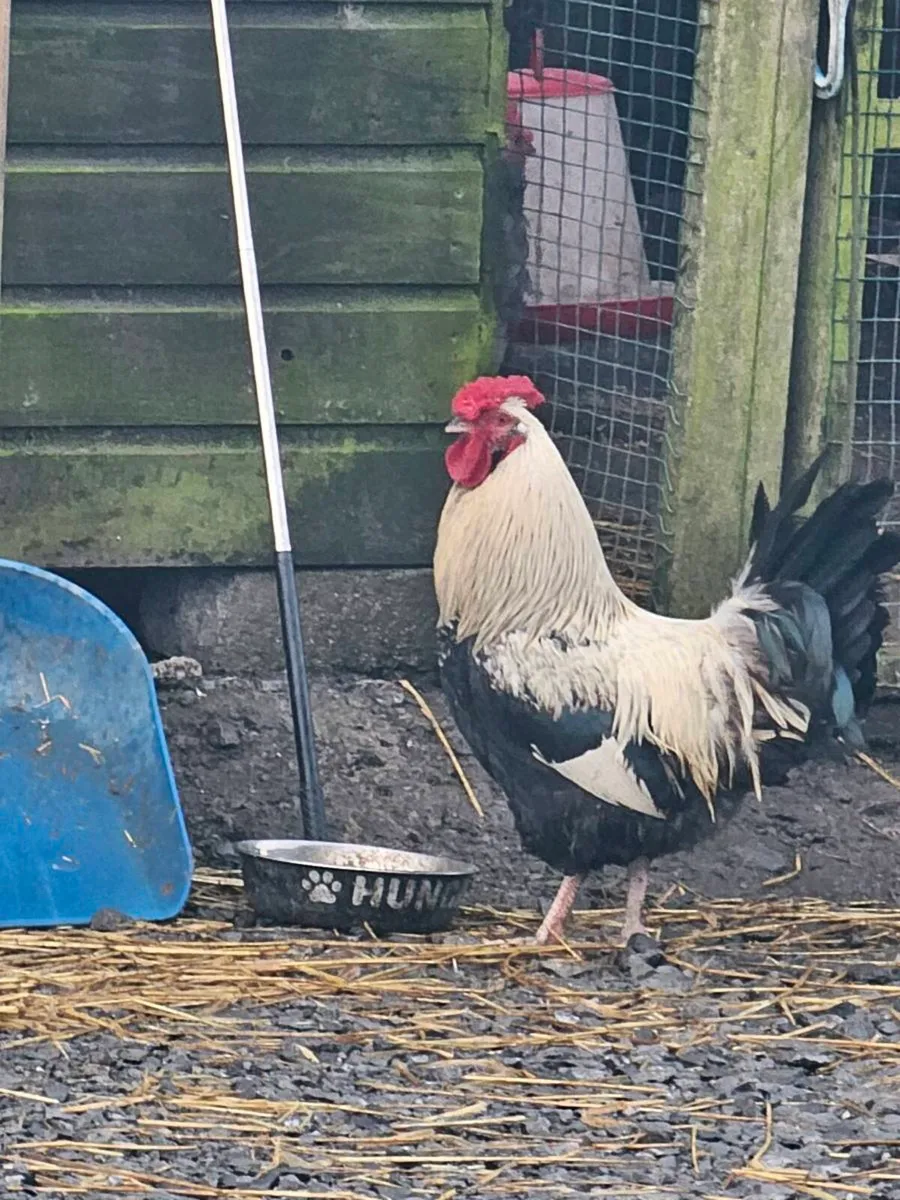 Roosters 🐓 Drakes 🦆🦆 - Image 1