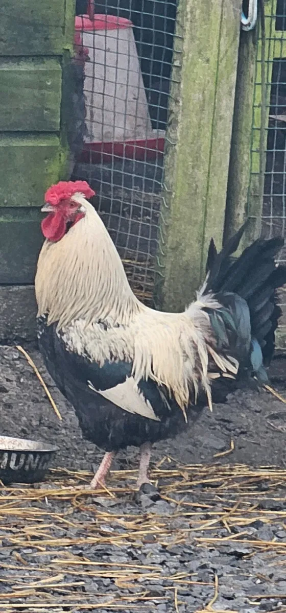 Roosters 🐓 Drakes 🦆🦆 - Image 2