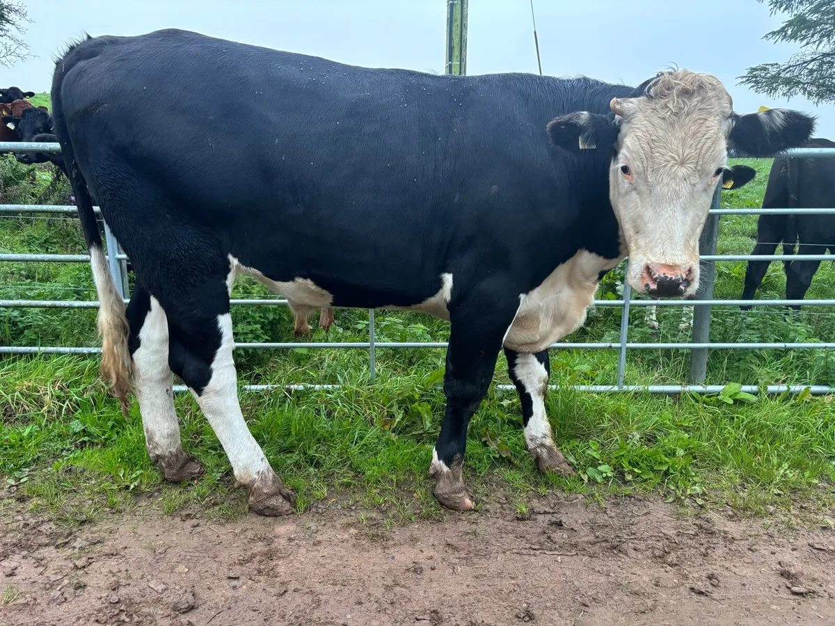 HEX Bullocks in Nenagh Mart Today! - Image 3