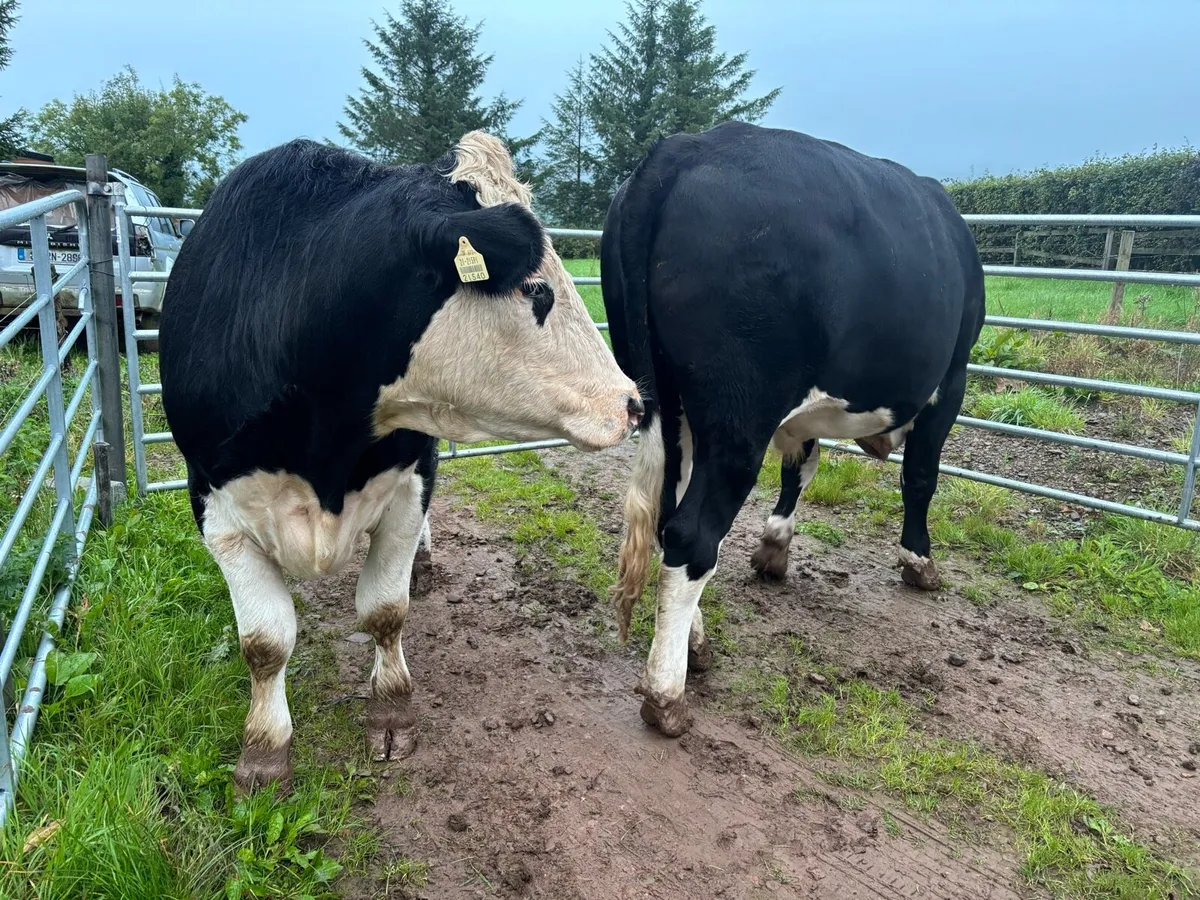 HEX Bullocks in Nenagh Mart Today! - Image 1